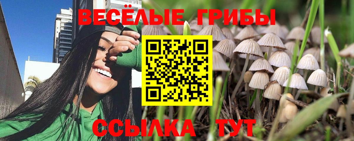 Владимир  продажа наркотиков  Вход с VPN  Псилоцибиновые грибы Psilocybine cubensis 